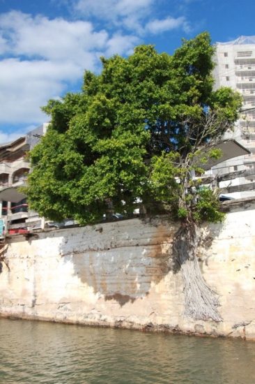 IMG 5177 - Resistindo o tempo árvore histórica do Centro corre o risco de ser cortada