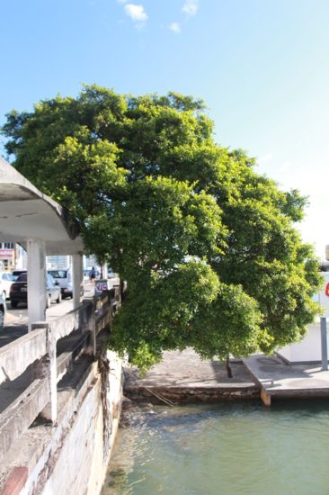 IMG 5181 - Resistindo o tempo árvore histórica do Centro corre o risco de ser cortada