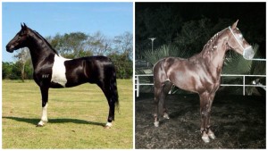 Leilão beneficente de animais em prol da Igreja Matriz N.Sª da Conceição 2 2