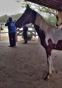 Leilão beneficente de animais em prol da Igreja Matriz N.Sª da Conceição 3 Esse é um Mangalarga Marchador, doado pelo Haras Porto Azul.