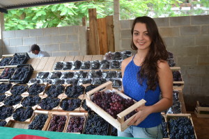 Durante a festa, serão vendidas diversas espécies da fruta, com destaque para a Niágara Rosada. Foto: Secom/PMAC