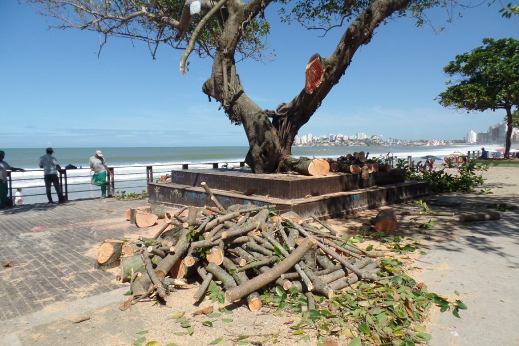 Prefeitura realiza "poda drástica" em árvore histórica na Praia do Morro