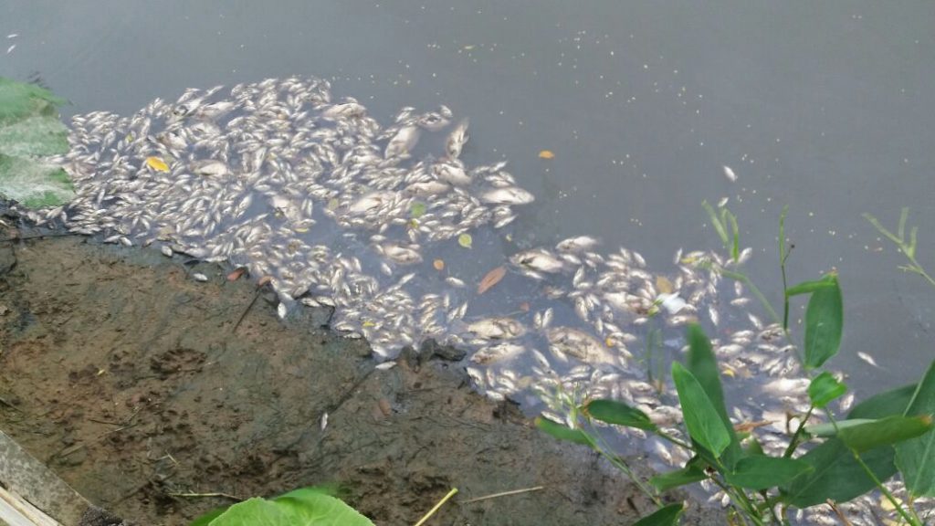 Nova mortandade de peixes no Rio Meaípe