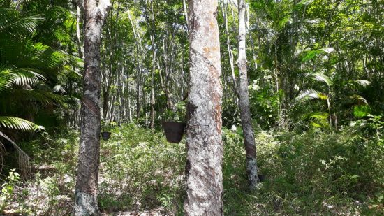 Seringueira - Guarapari concentra a maior área plantada de Seringueira do ES