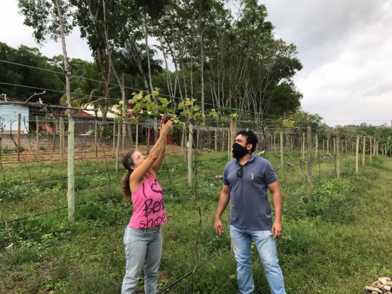 safra uvas guarapari 2 2021 06 16 - Guarapari terá sua primeira colheita de uvas no próximo verão