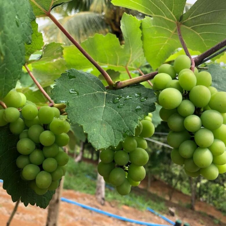 safra uvas guarapari 2021 06 16 - Guarapari terá sua primeira colheita de uvas no próximo verão