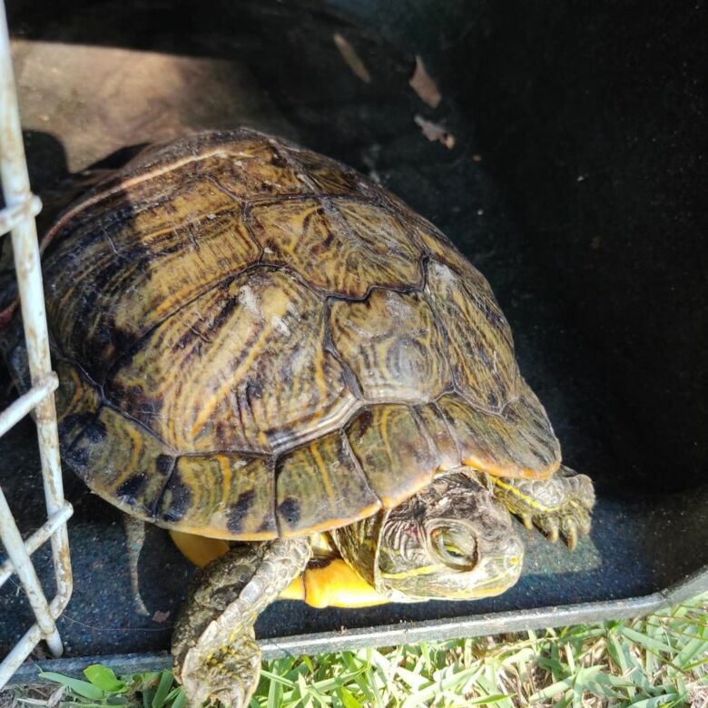 prefeita guarapari 2021 09 24 3 - 15 animais silvestres foram resgatados em Guarapari esta semana