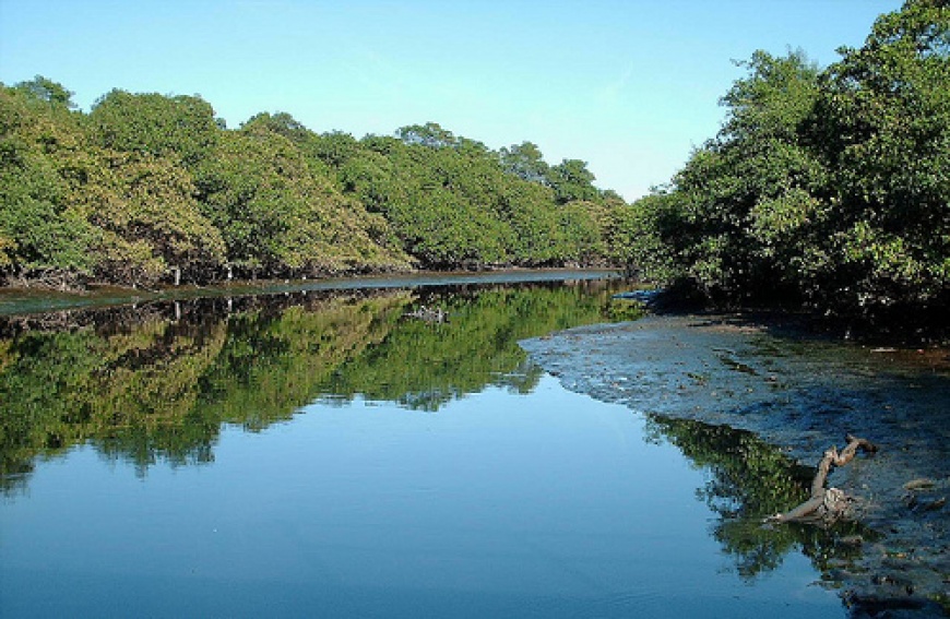 manguezal muquicaba - Remada Ecológica promove segunda edição para limpar manguezal e praia de Guarapari