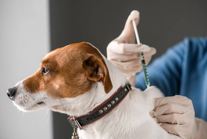 vacina caes 1 - Projeto implantará microchips de identificação em cães de Anchieta