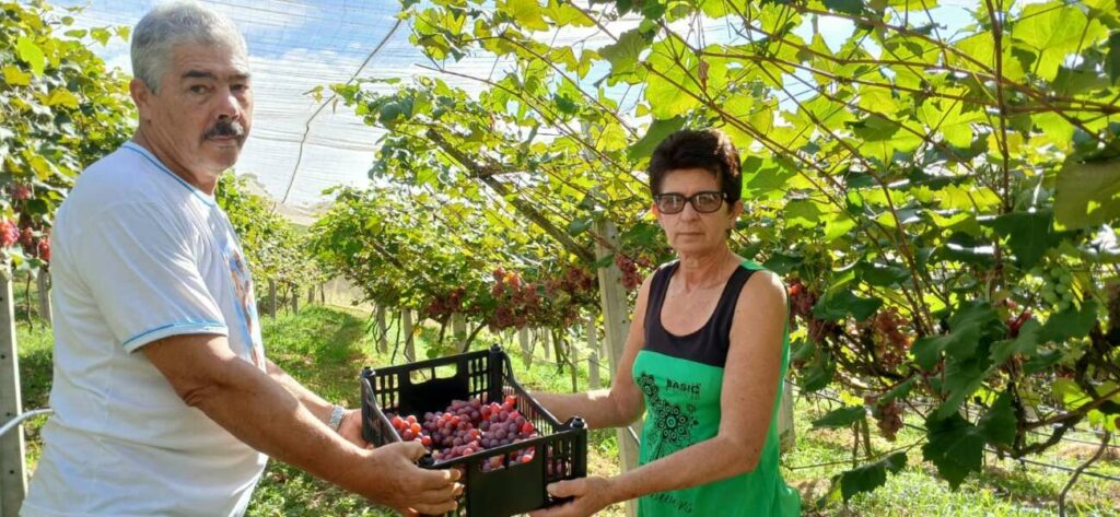 Hercilio Krohling e Maria Terezinha - Turismo rural: sítio em Alfredo Chaves abre visitação durante colheita de uvas