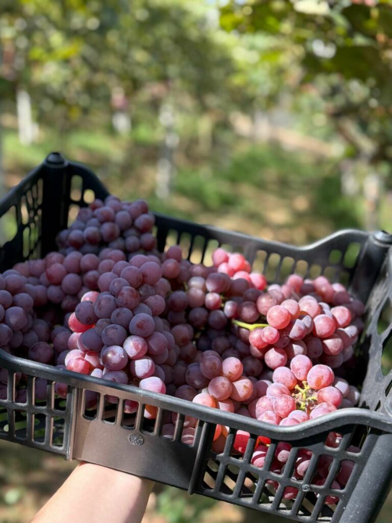 colheita sitio 3 lagoas 3 - Turismo rural: sítio em Alfredo Chaves abre visitação durante colheita de uvas