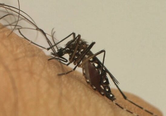 aedes_aegypti_fiocruz1