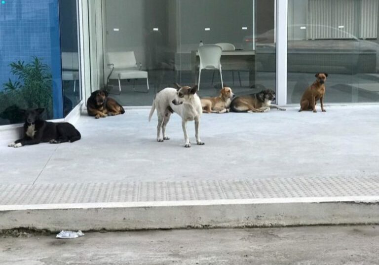 cães_abandonados-768x576