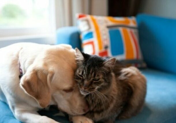 cão e gato