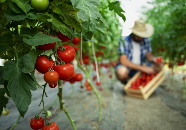 Organic food farm.